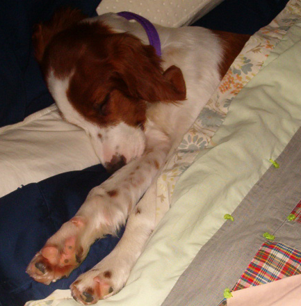 Irish Red and White Setter: Arin